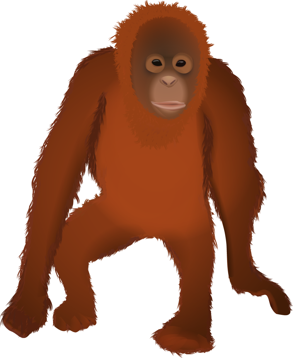 Orangutan PNG Clipart