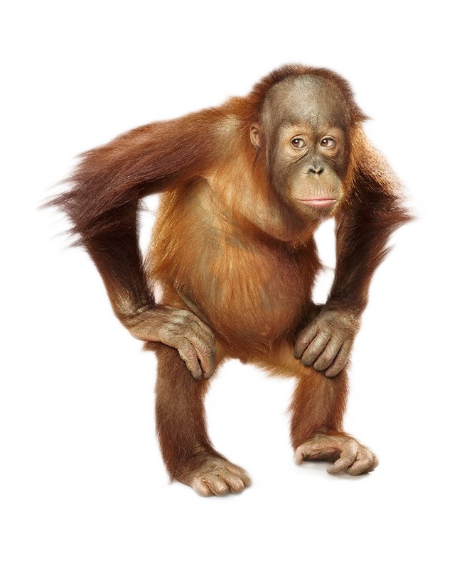 Orangutan PNG Download Image