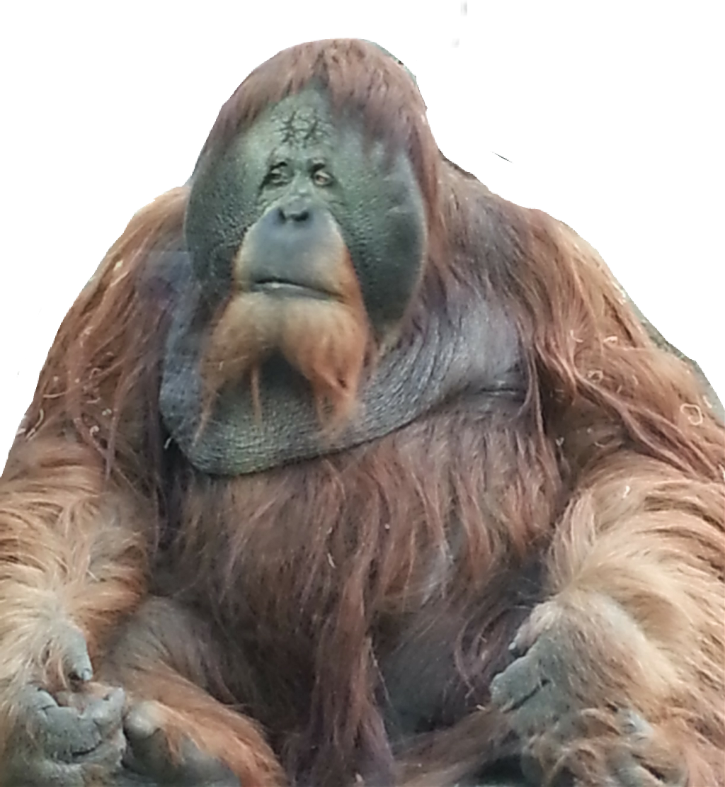 Orangutan PNG Free Download