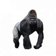 Orangutan PNG HD Image
