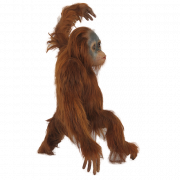 Orangutan PNG High Quality Image
