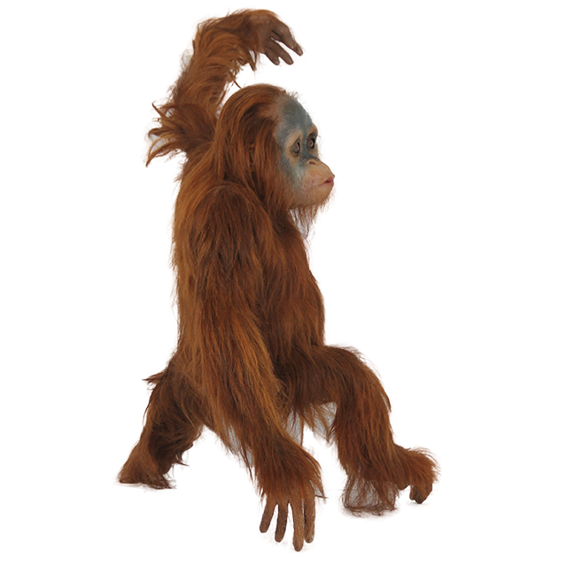 Orangutan PNG High Quality Image