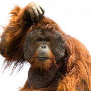 Orangutan PNG Image File
