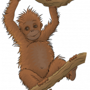 Orangutan PNG Image HD