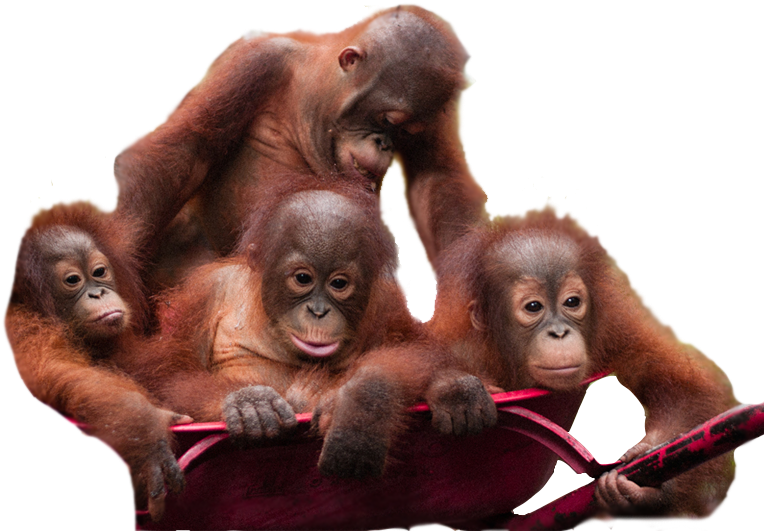Orangutan PNG Image