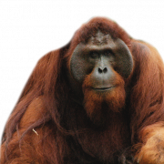 Orangutan PNG Images