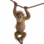 Orangutan PNG Picture