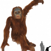 Orangutan Transparent