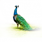 Peacock Anteceding PNG