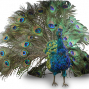 Peacock фон png изображение
