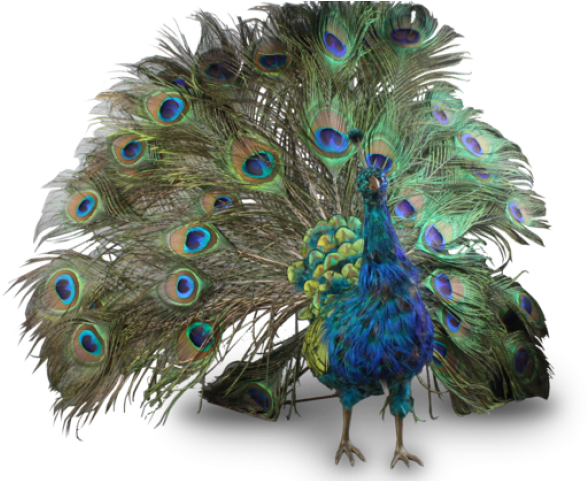 Peacock Background PNG Image