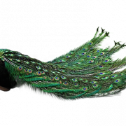 Peacock Bird Background PNG Image