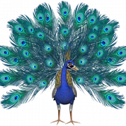 Peacock Bird PNG Clipart خلفية