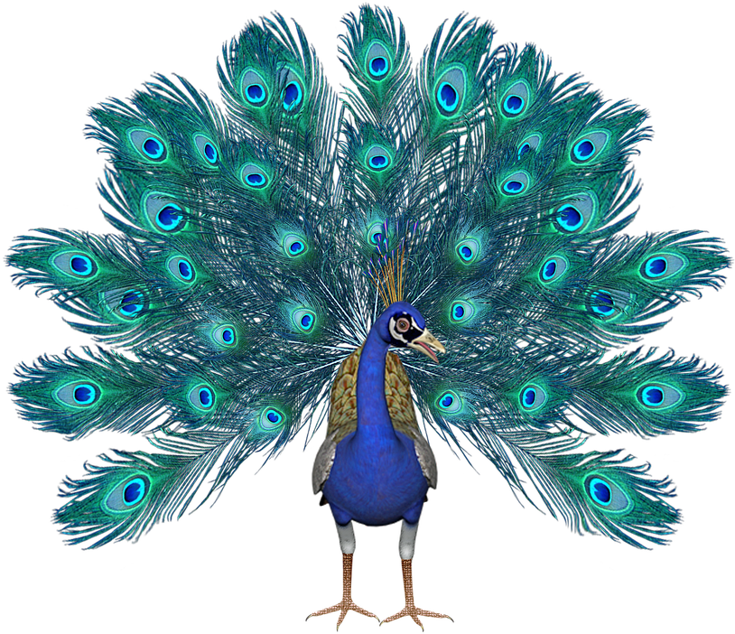 Peacock Bird PNG Clipart Background