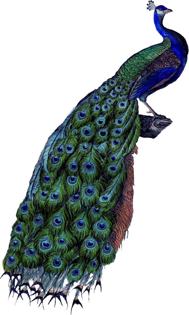 Peacock Bird PNG HD Quality