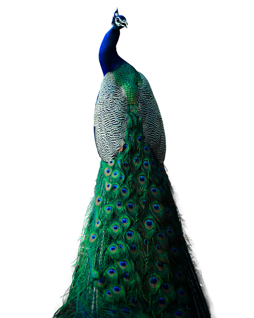Peacock Bird Transparent Background