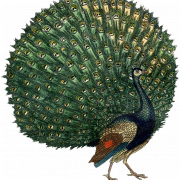 Peacock Free PNG