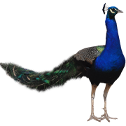 Peacock No Background
