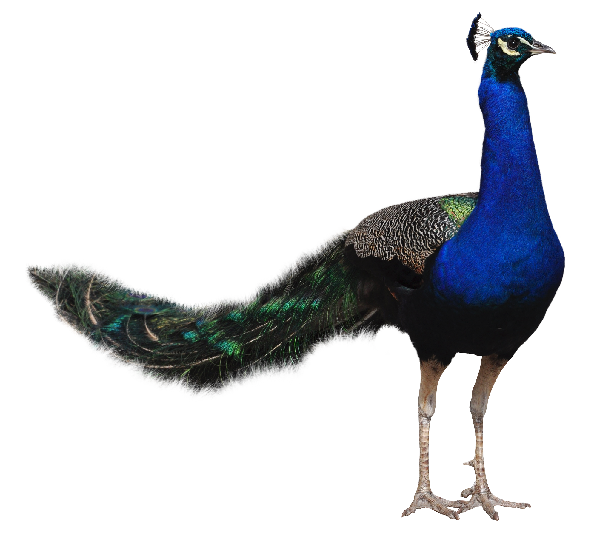 Peacock No Background