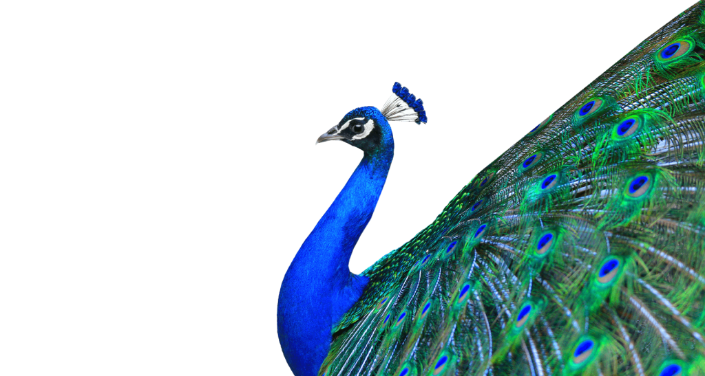 Peacock PNG Background