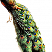 Peacock PNG Clipart Background