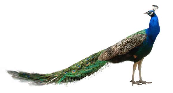 Peacock PNG Free File Download
