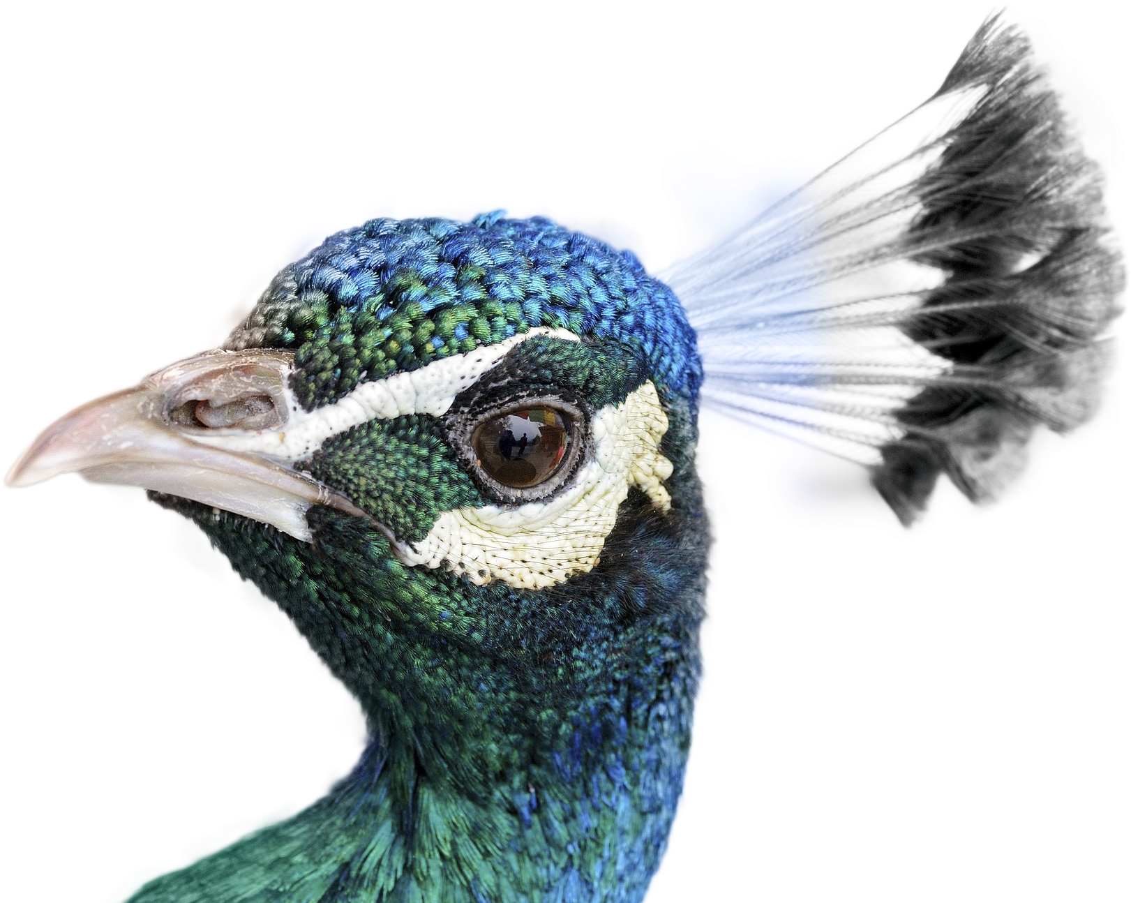 Peacock PNG HD Quality