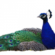 Peacock PNG Photo Image