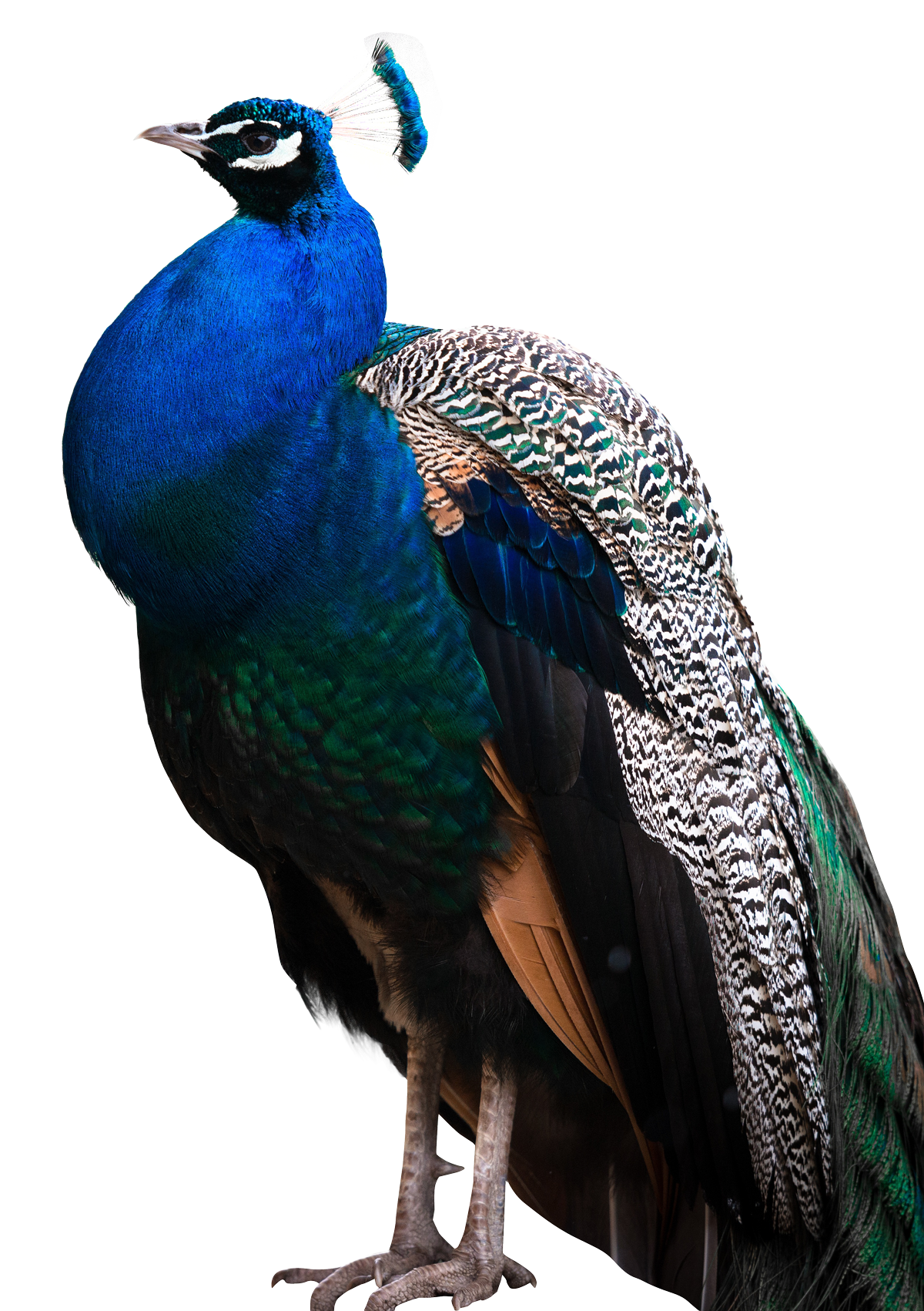Peacock PNG Photos