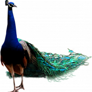 Peacock Transparent Background