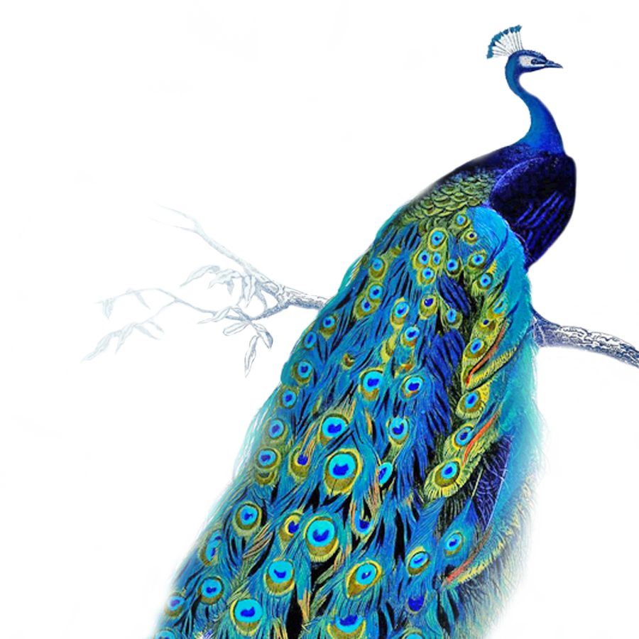 Peacock Transparent PNG