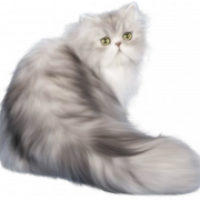 Persian Cat PNG