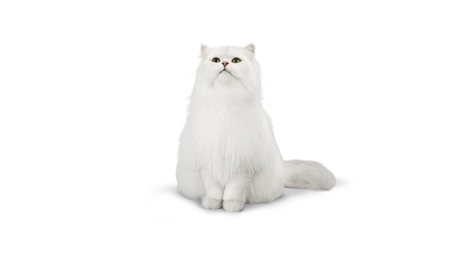 Persian Cat PNG Clipart