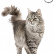 Persian Cat Png файл