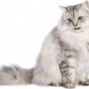 Download del file png del gatto persiano gratis