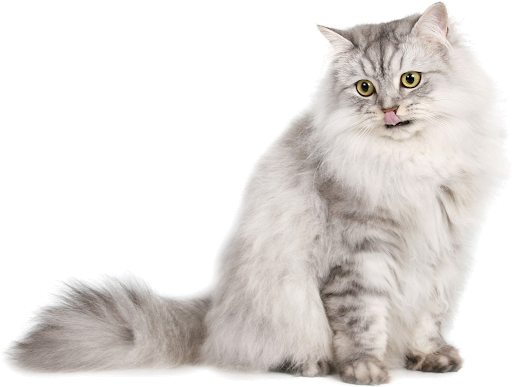 Persian Cat PNG File Download Free