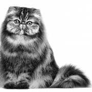 Persian Cat PNG Free Image