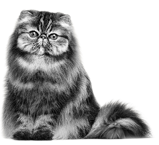 Persian Cat PNG Free Image