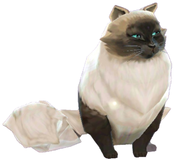 Persian Cat PNG High Quality Image