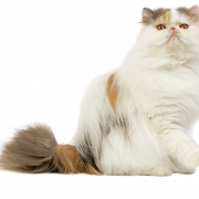 Perzische kat PNG -afbeelding