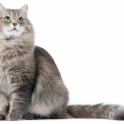 Arquivo de imagem PNG de gato persa