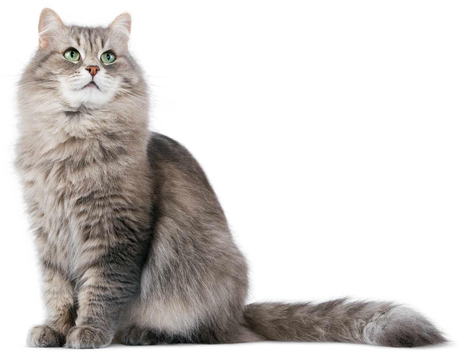 Persian Cat PNG Image File