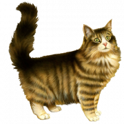 Персидская кошка PNG Image HD