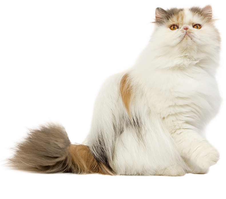 Persian Cat PNG Image
