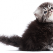 Immagini PNG di gatto persiano