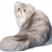 Персидская кошка PNG фото