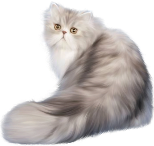 Persian Cat PNG Photo