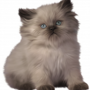Farsça kedi PNG resmi