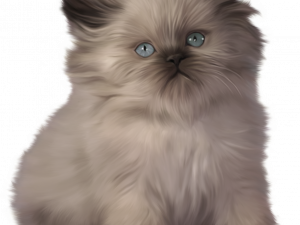 Persian Cat PNG Picture
