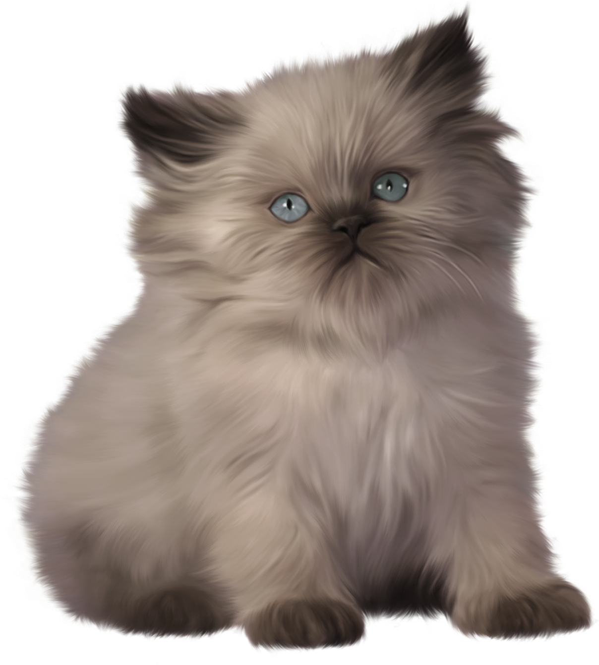 Persian Cat PNG Picture